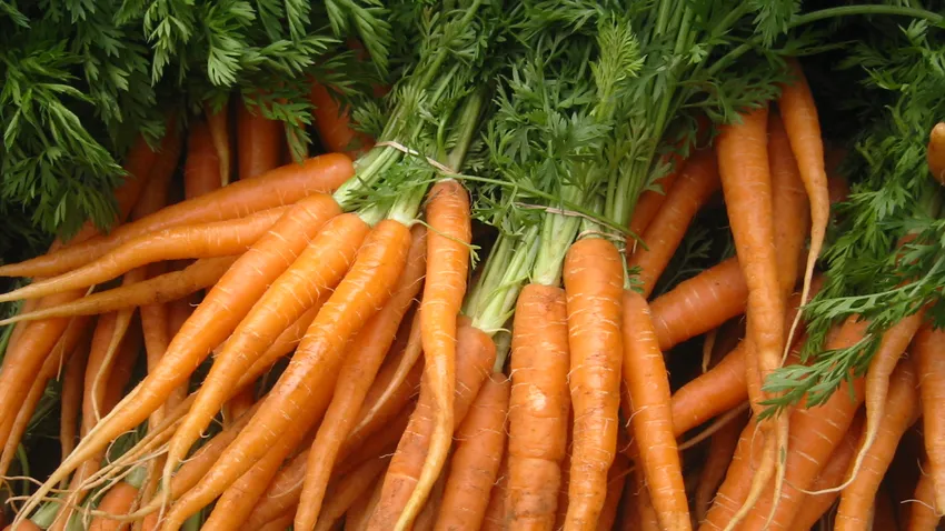 Jobban látunk a répától a sötétben?