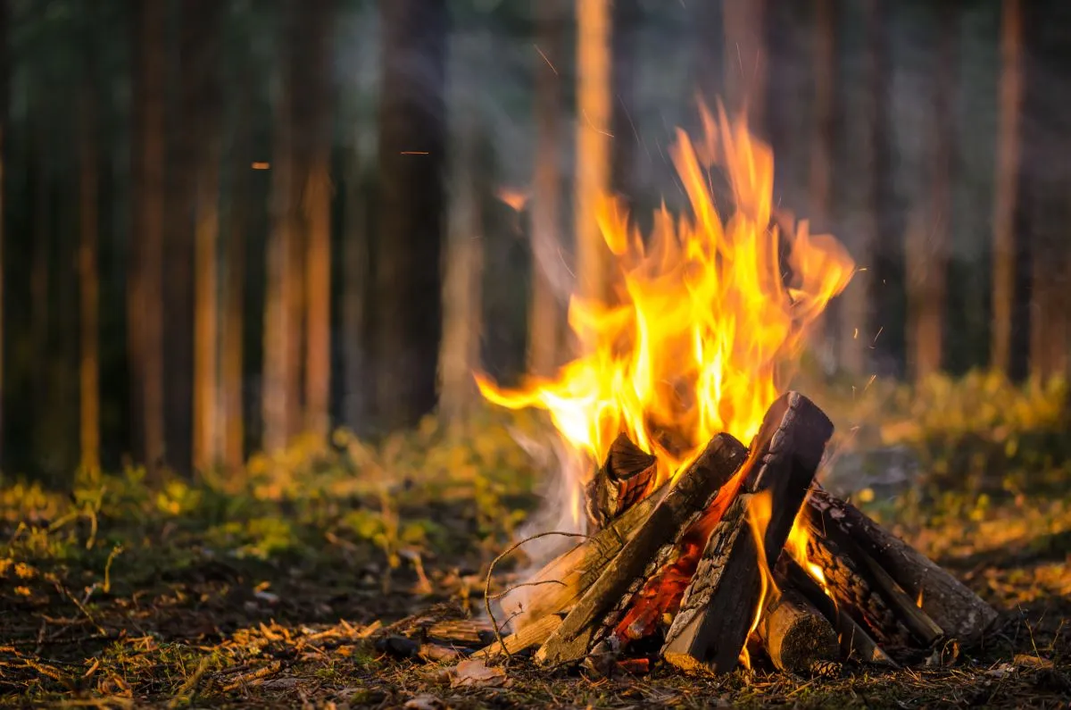 Bonfire,In,The,Forest