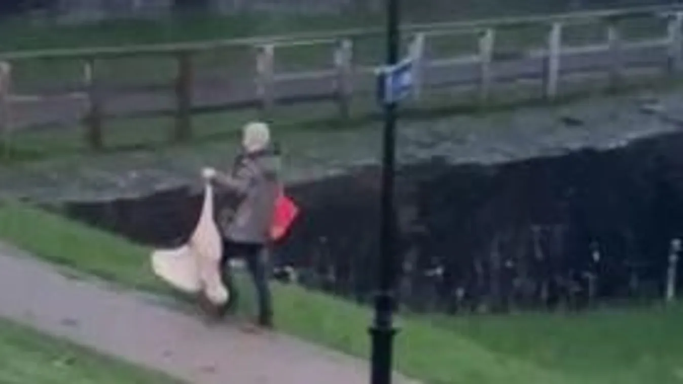 Nyakánál fogva cipelte ki a parkból a hattyút