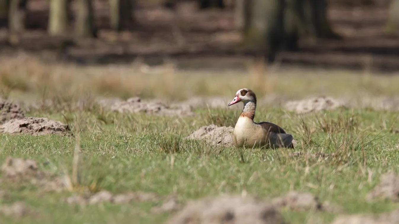 Ez a madár már a tatai Öreg-tó vadludait is veszélyezteti