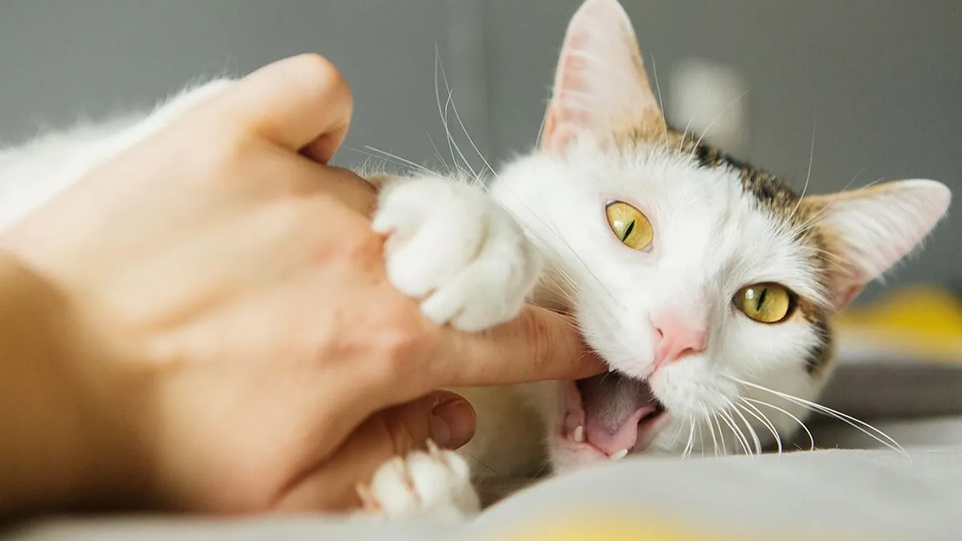 Horror Pesten: macskái ehettek a több napja halott Arankából
