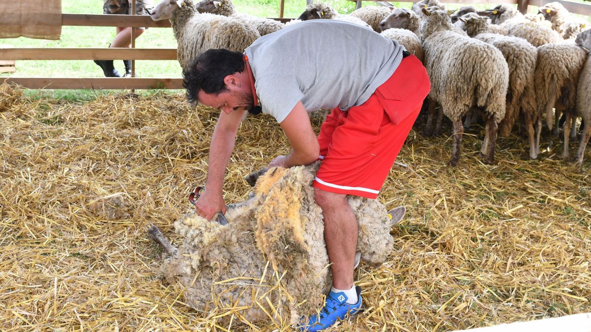 Megsérült a színész: Durván mellkason rúgta a birka