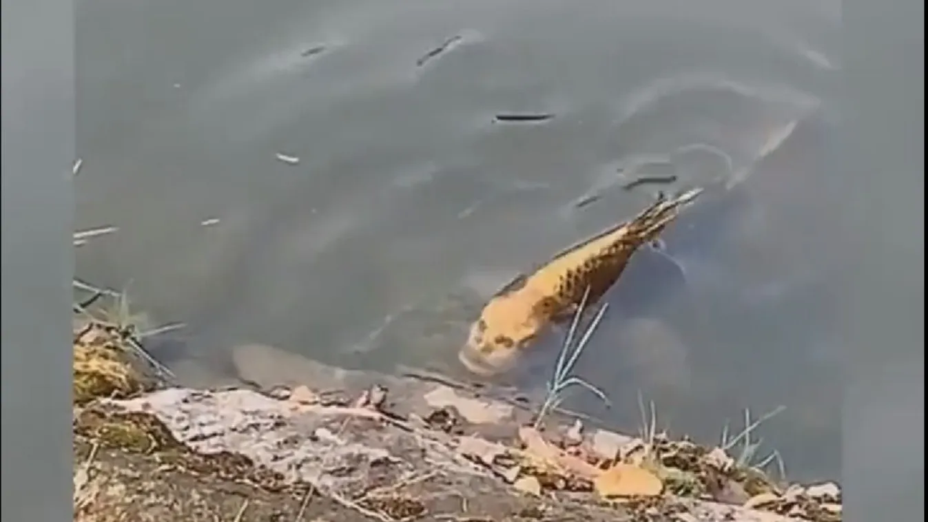 Hátborzongató: különös halat filmeztek le egy tóban