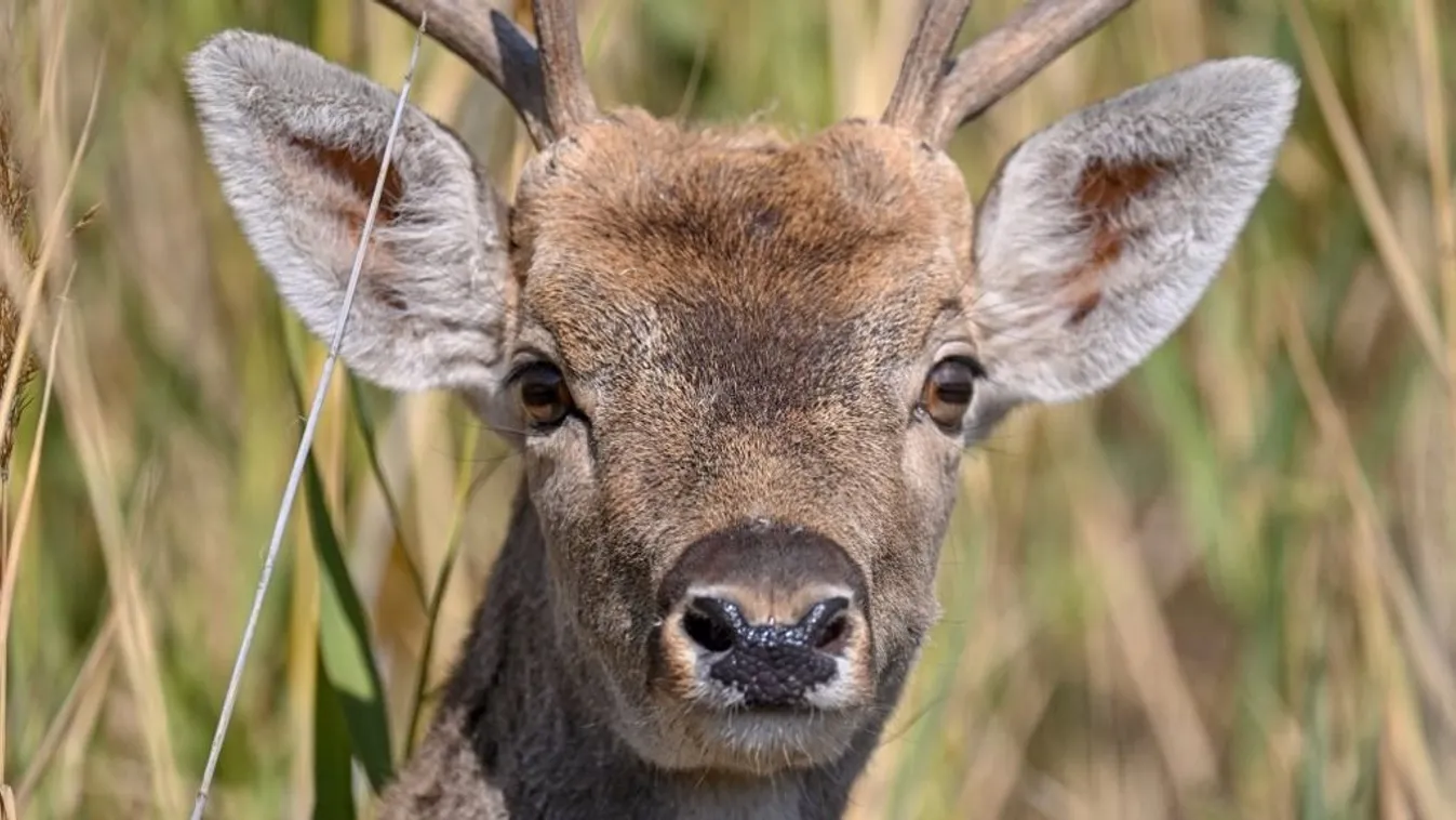 A "zombiszarvasok" agysorvadása emberre is veszélyes lehet