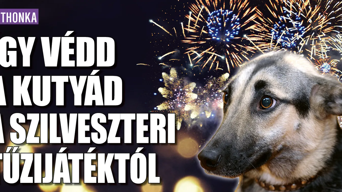 Így védd a kutyád a szilveszteri tűzijátéktól