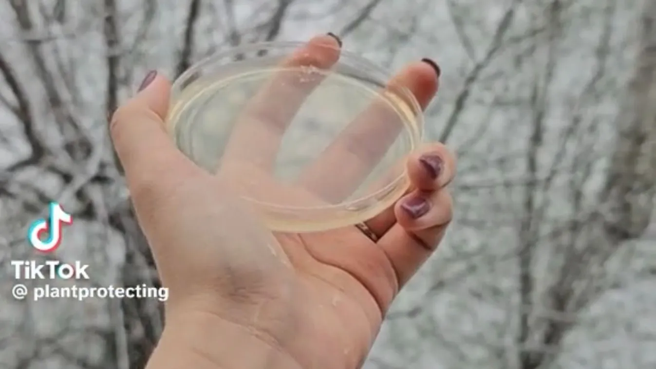 Kiderült, mennyire tiszta a frissen hullott hó