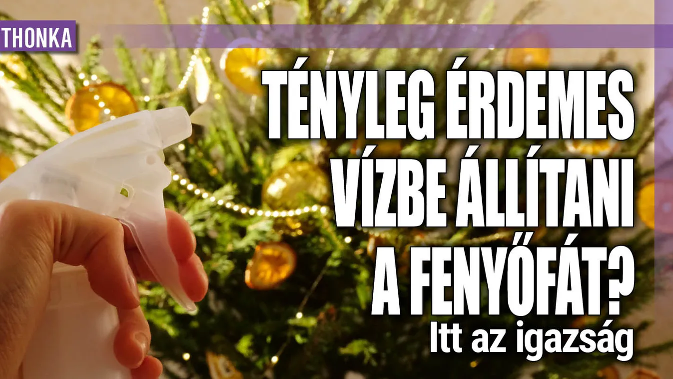 Tényleg érdemes vízbe állítania fenyőfát? Itt az igazság