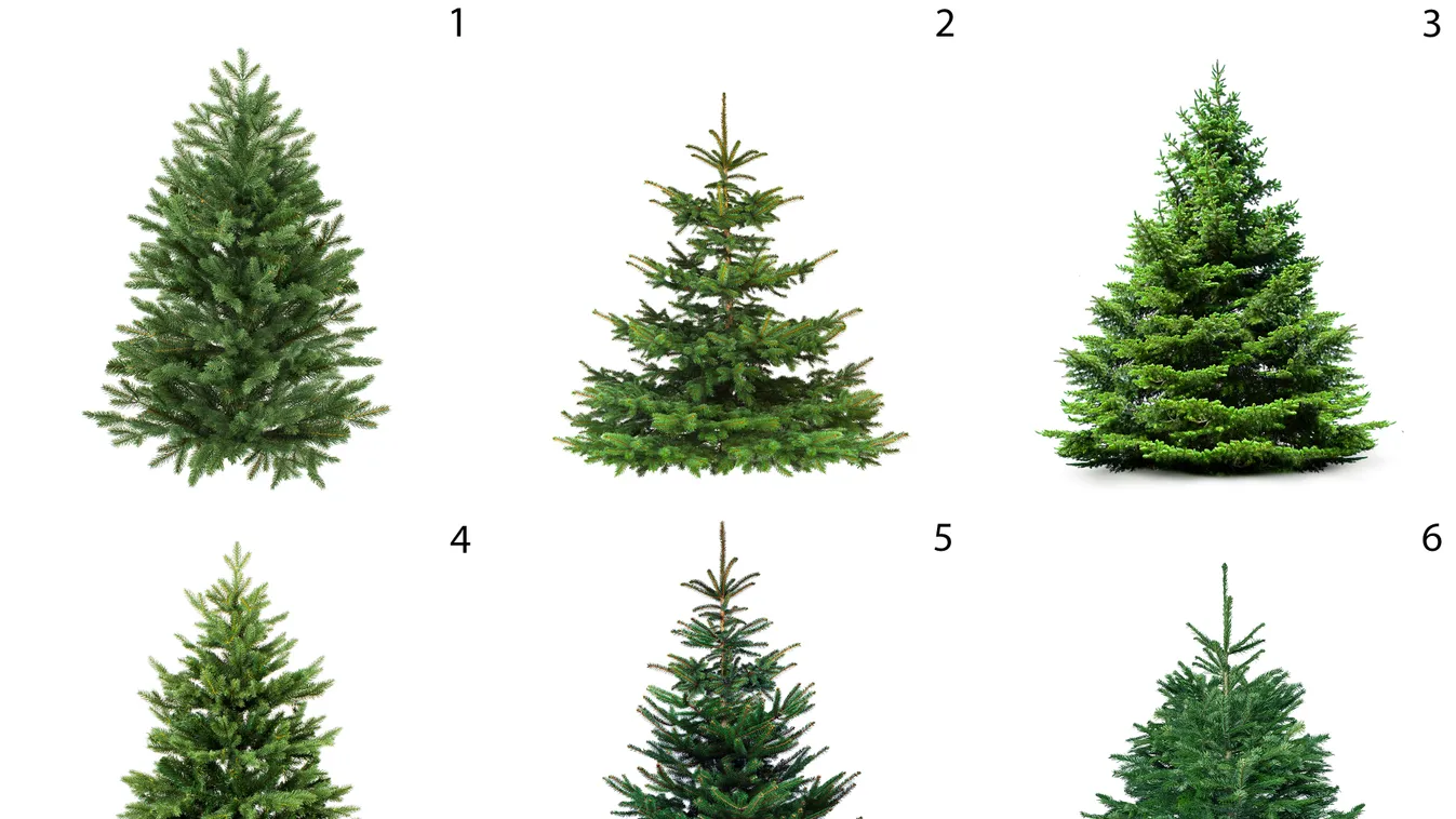 Válassz egy karácsonyfát: elárulja, milyen lesz az idei ünneped