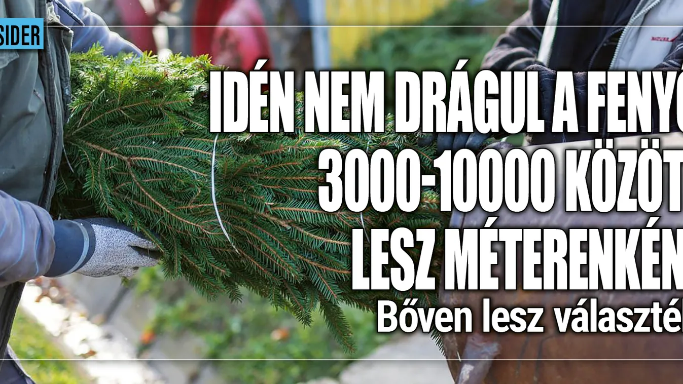 Kiderült, drágul-e idén a fenyőfa, meglepő a válasz