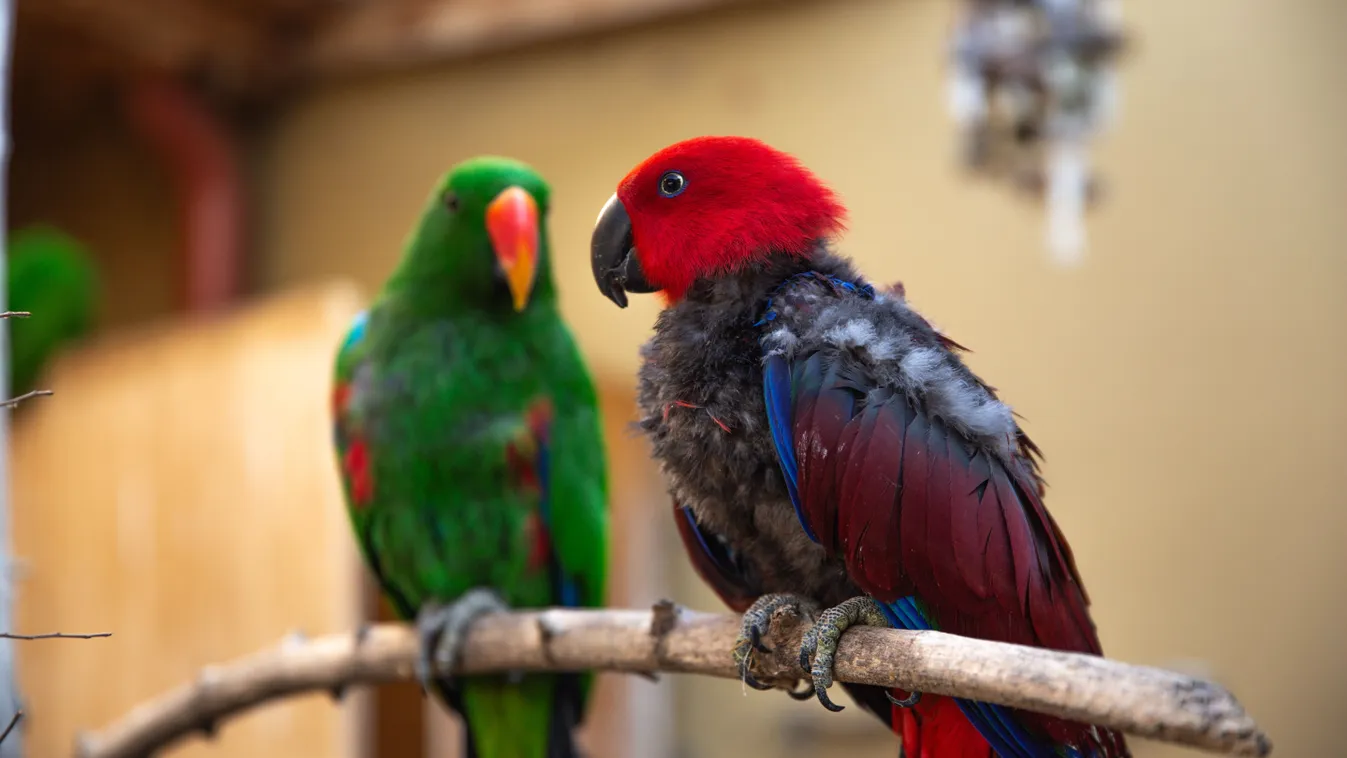 A legvadabb szárnyasokkal is szót ért a magyar madársuttogó