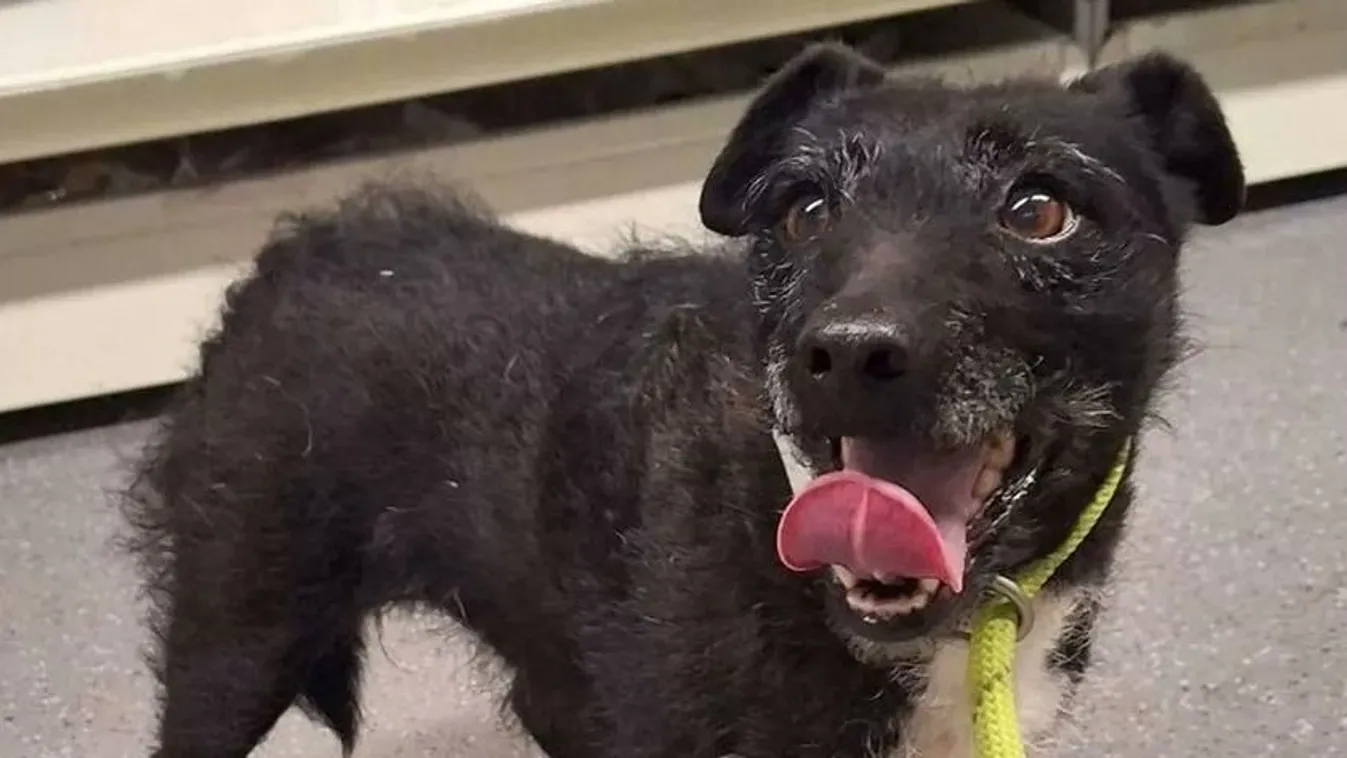 Élve került elő a hat éve eltűnt kutyus