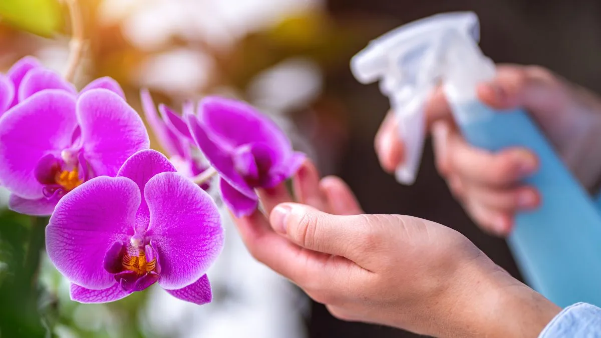 Woman,Sprays,Plants,In,Flower,Pots.,Housewife,Taking,Care,Of