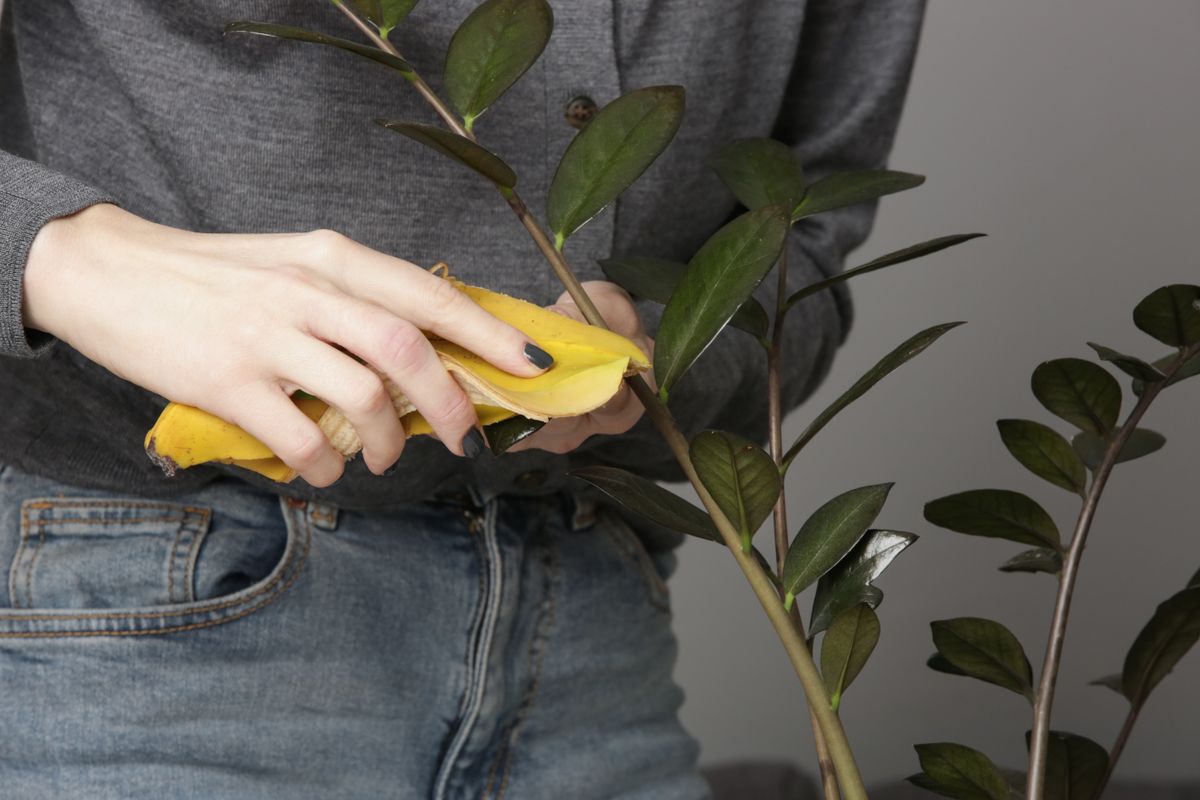 Woman,Rubbing,The,Leaves,Of,Houseplant,With,Soft,Fleshy,Side