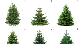 Válassz egy karácsonyfát: elárulja, milyen lesz az idei ünneped