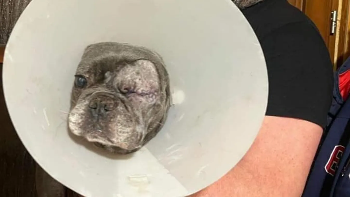 Éheztette és fél évig nem is kereste gazdája a 8 éves Olafot