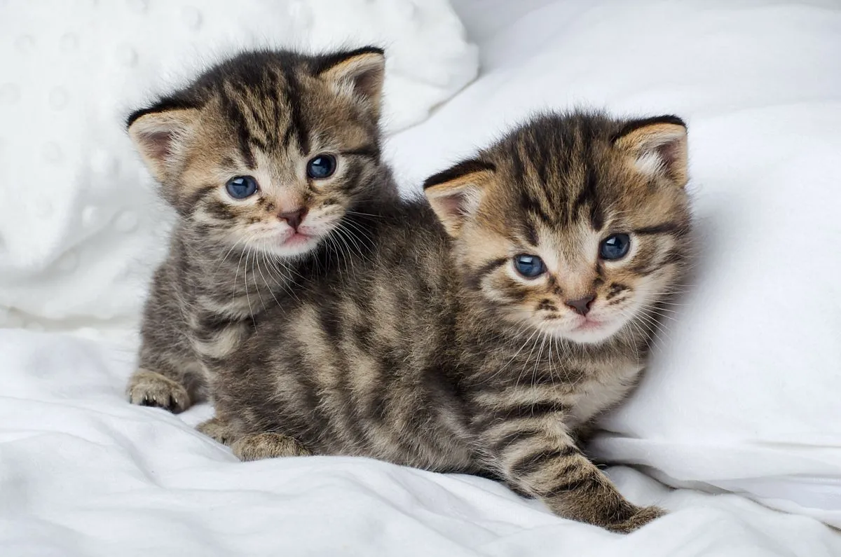 Little,Beautiful,Tabby,Kittens,Are,Sitting,On,White,Bed,And