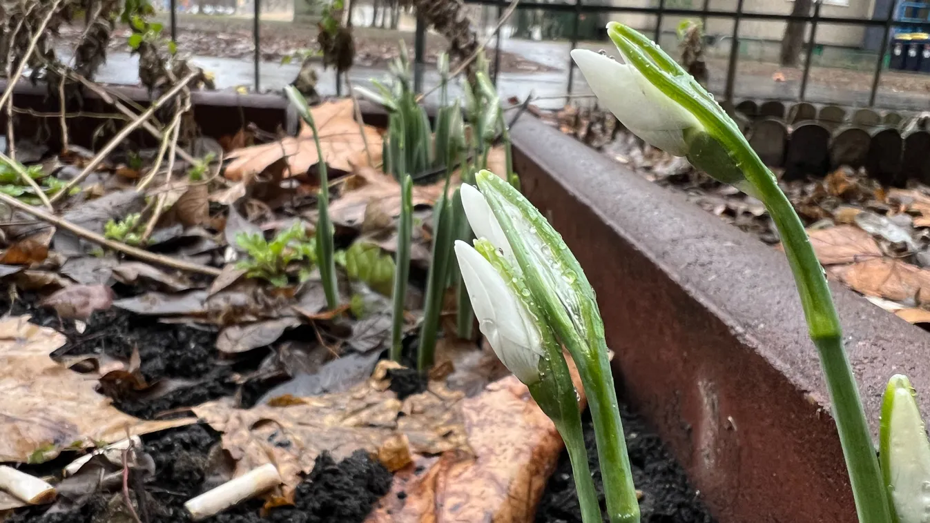 Nyílnak a hóvirágok Budapesten - Fotók