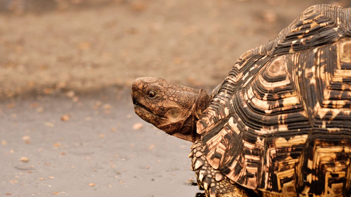 Csodájára jár a világ a 191 éves teknősnek, ő a legidősebb szárazföldi állat