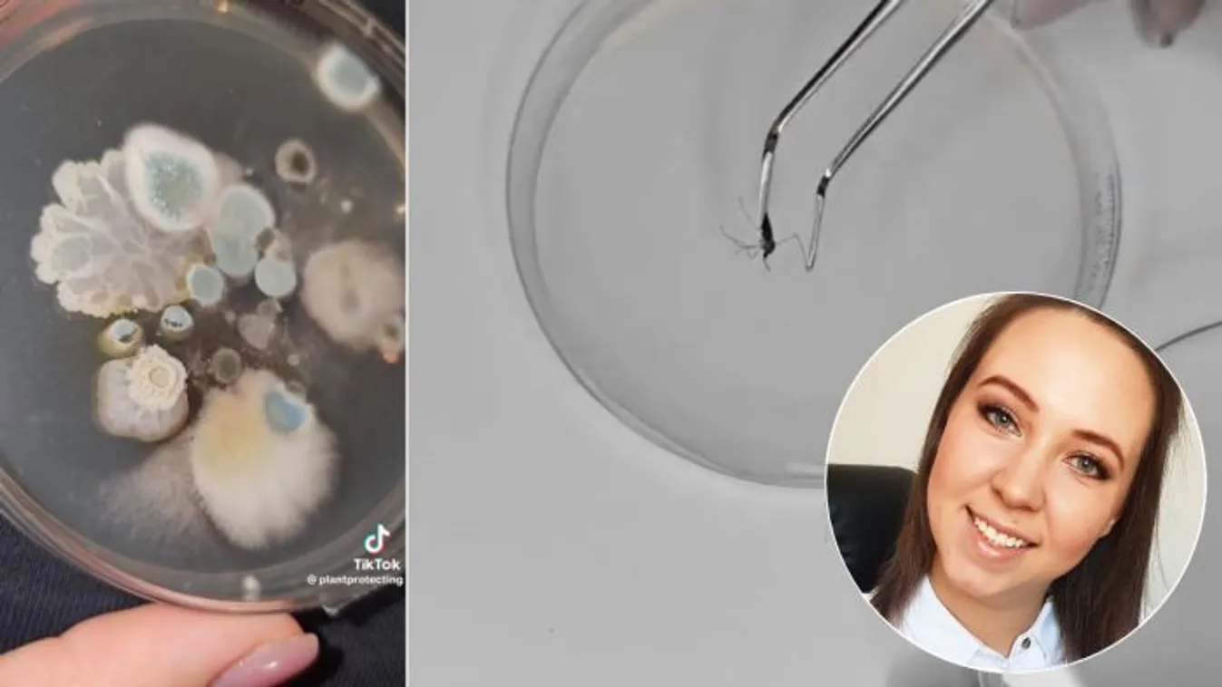 A TikTok kedvenc növényorvosának legérdekesebb kísérletei