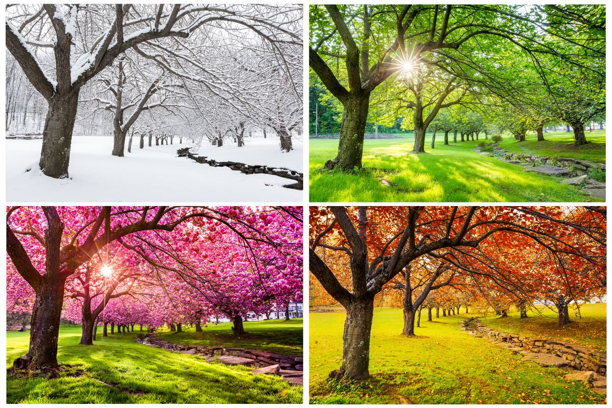 Four,Seasons,With,Japanese,Cherry,Trees,In,Hurd,Park,,Dover,