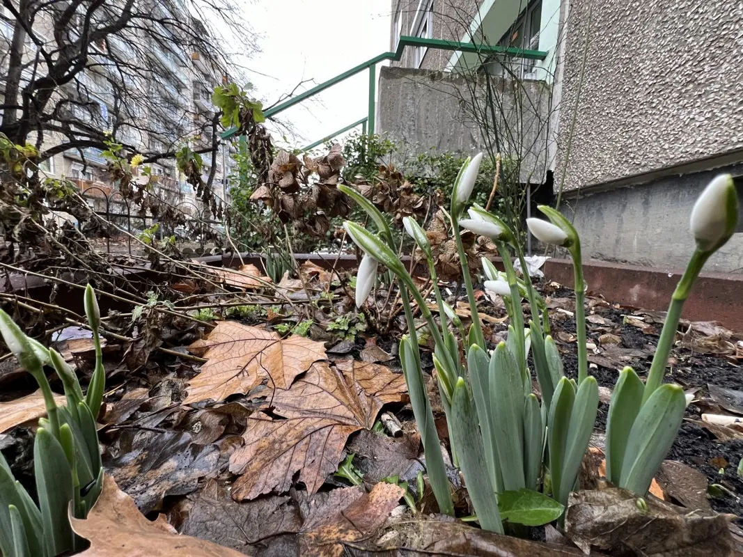 Az első hóvirágok már kinyíltak a fővárosban, a többi között Újpalotán is / Fotó: Máté Krisztián