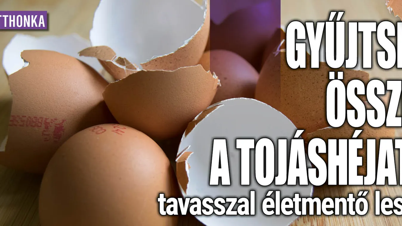 Gyűjtsd össze a tojáshéjat, tavasszal életmentő lesz
