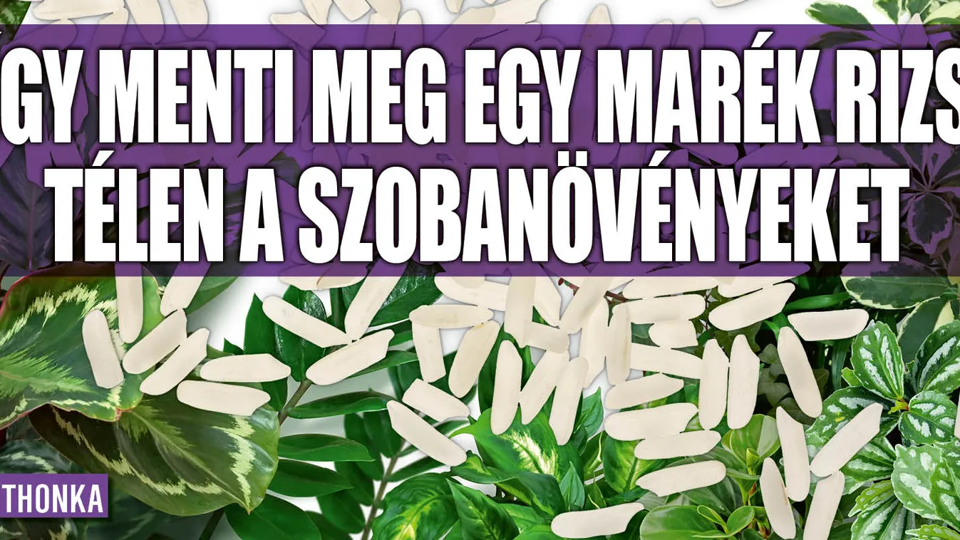 Így menti meg egy marék rizs télen a szobanövényeket