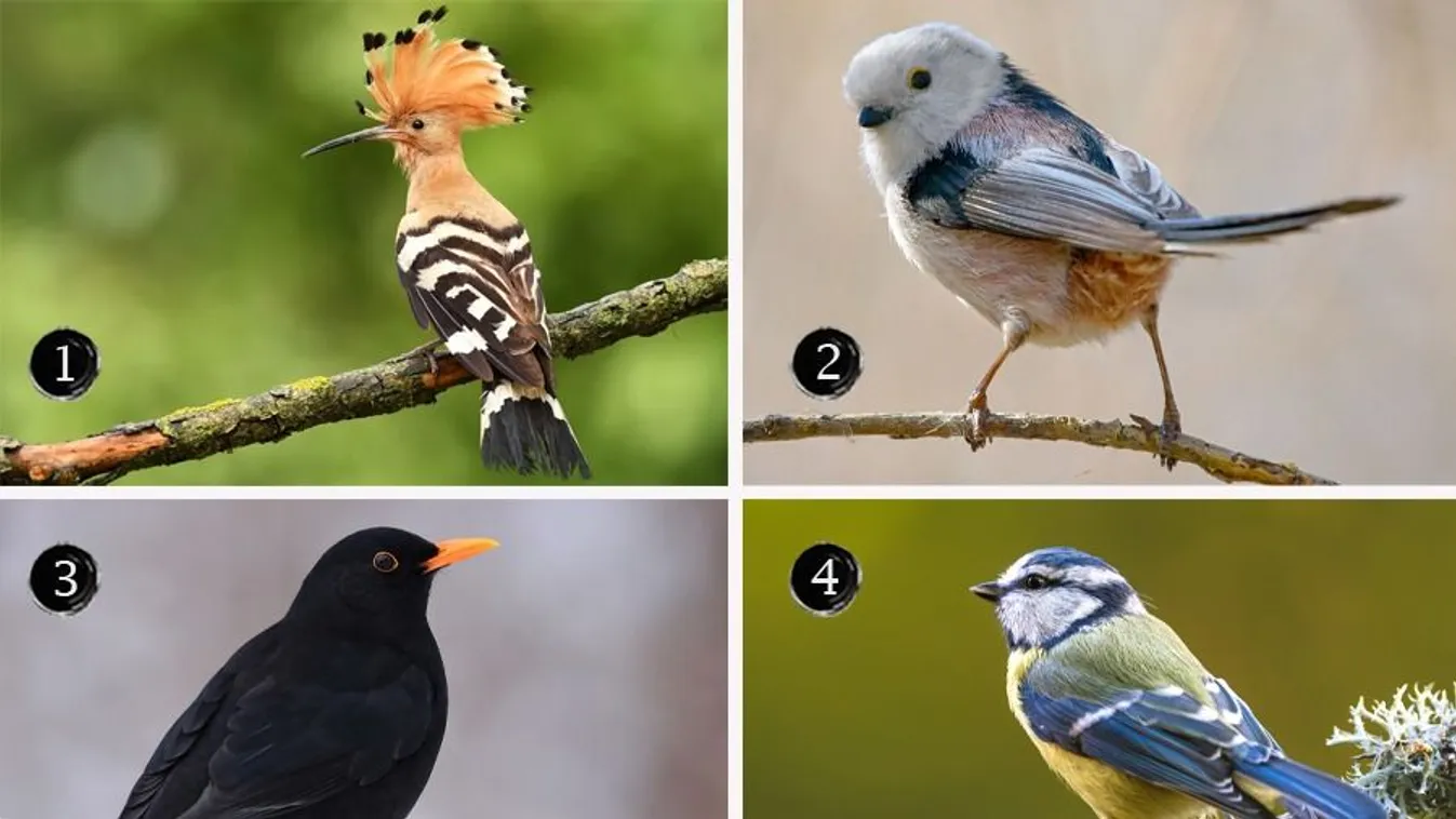 Válassz egy madarat, ez eláruja, mire vágysz legbelül