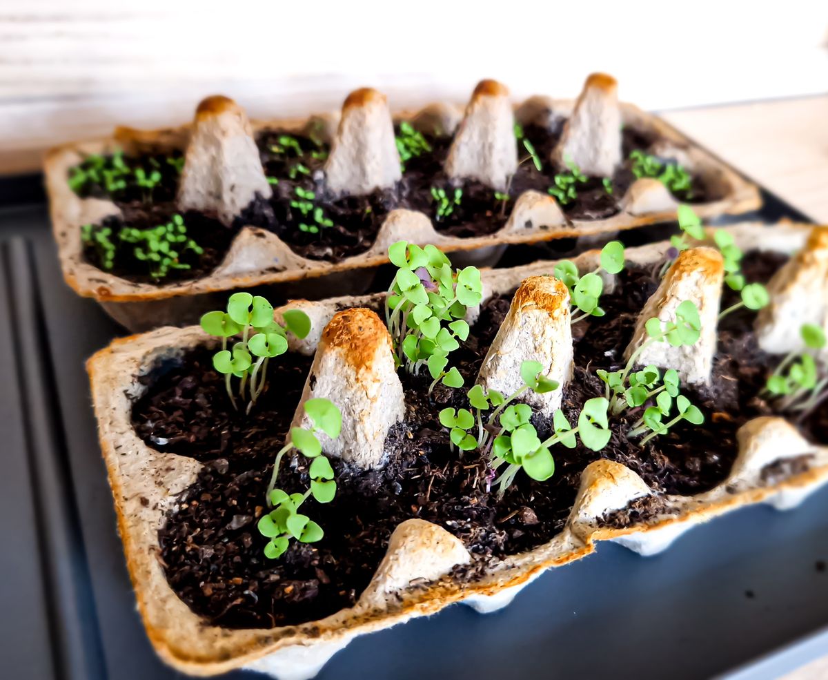 Basil,Seedlings,In,Biodegradable,Paper,Cup.,Small,Plants,Growing,In