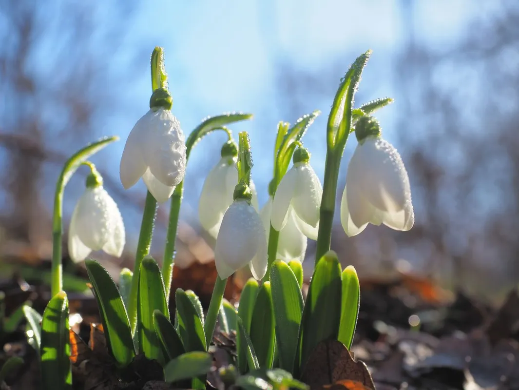 Snowdrop,Or,Common,Snowdrop,(galanthus,Nivalis),Flowers