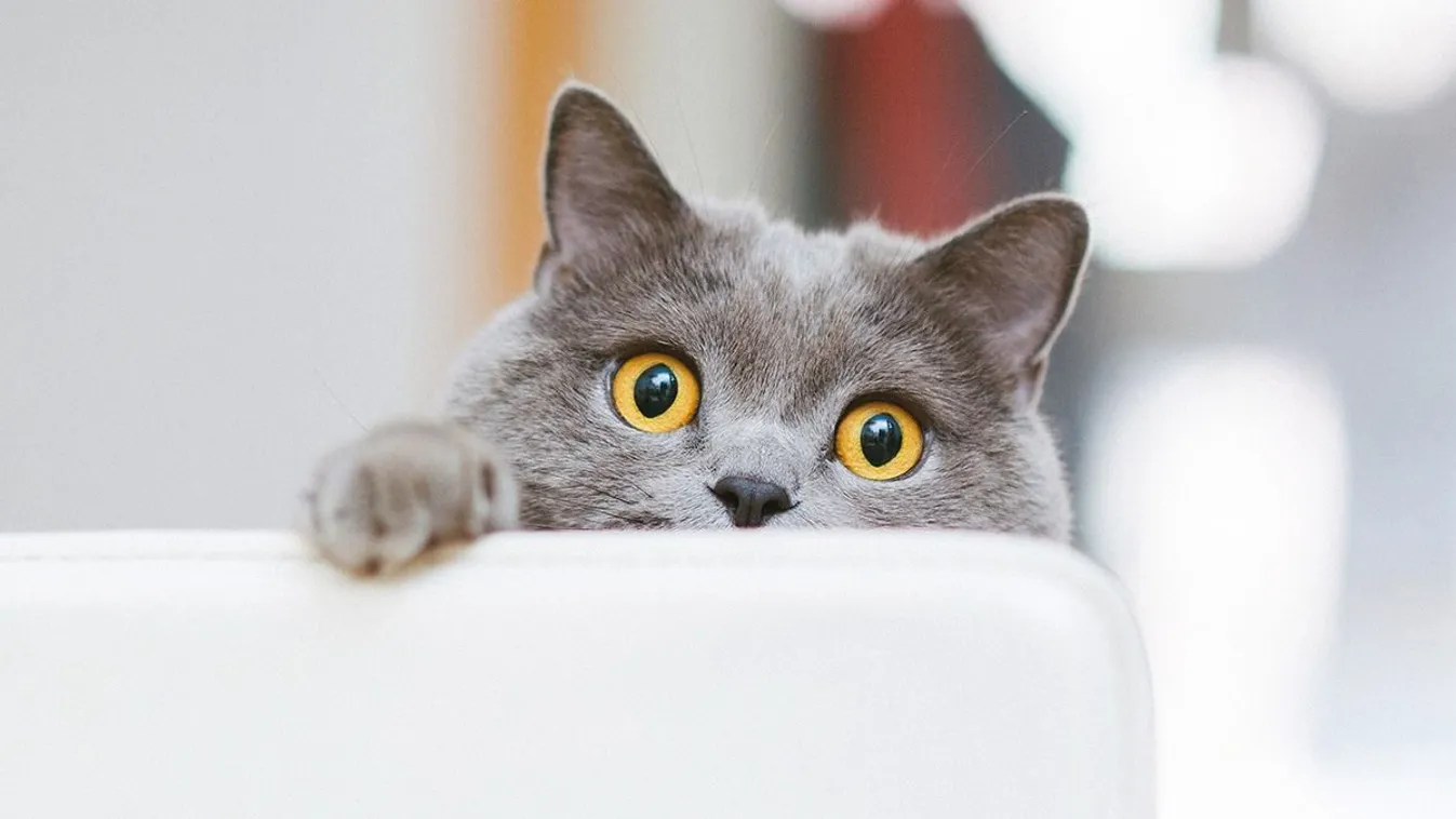 Újra cicát keres a férfi, aki lehúzta macskáját a WC-n