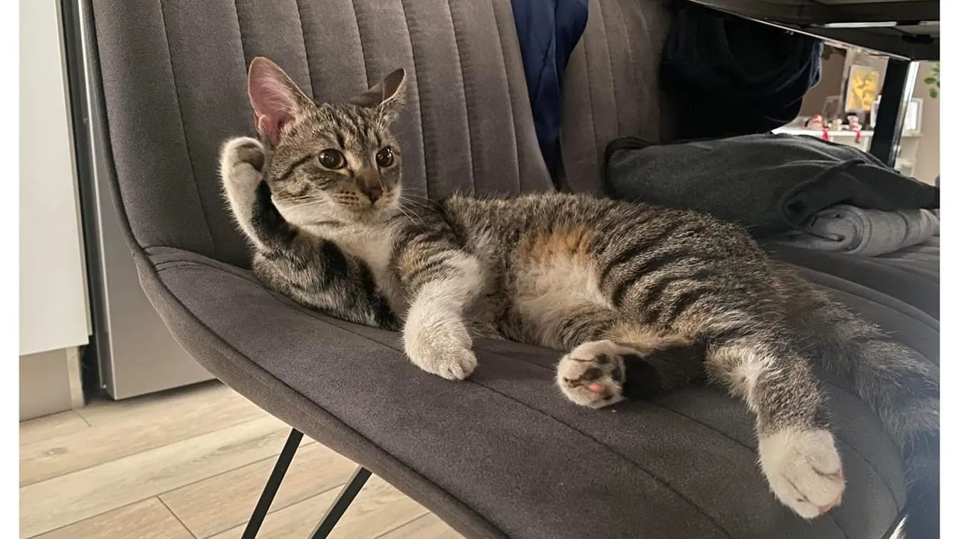 Szerető otthonra lelt a motortérből mentett Alíz