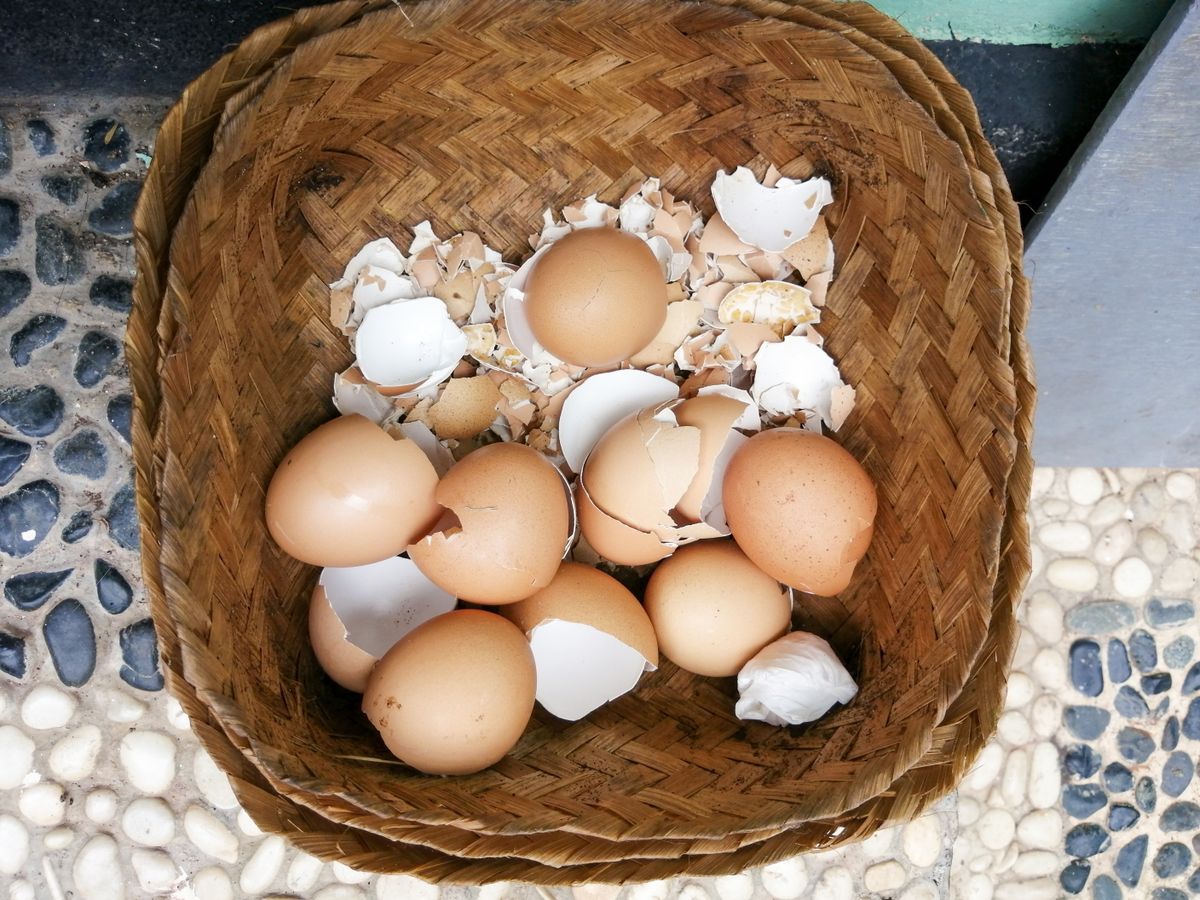 Chicken,Egg,Shells,Are,Collected,In,Bamboo,Baskets,,Will,Be