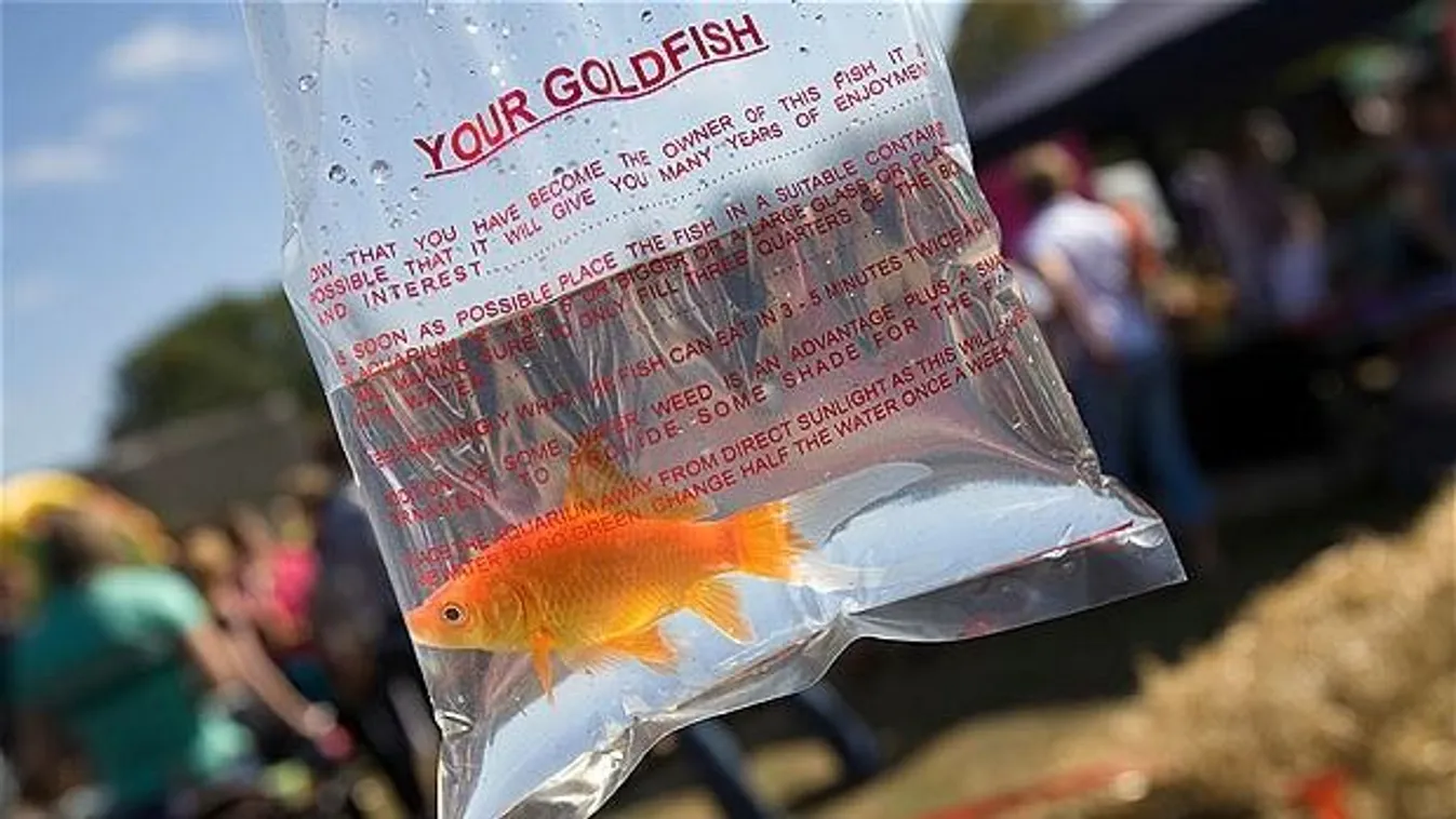 Ezt kívánnák az aranyhaltól a magyarok, ha lehetne!