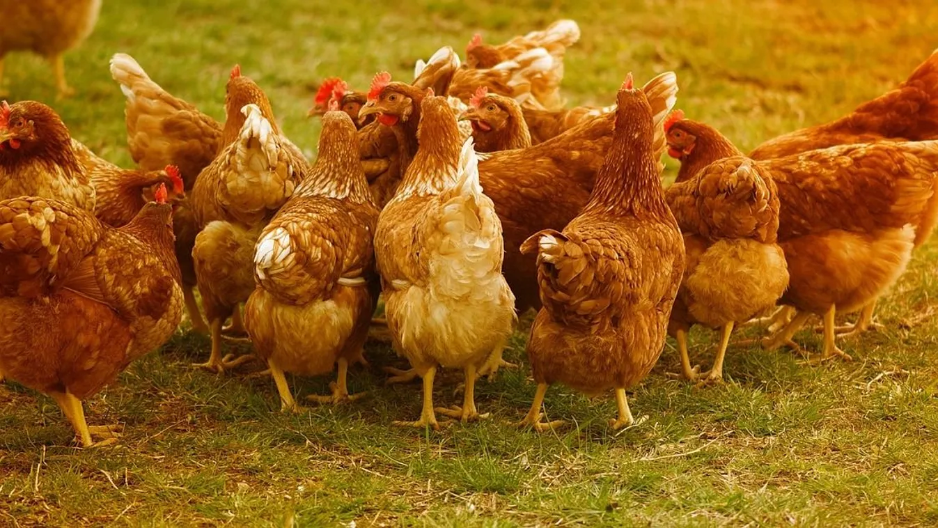 Újabb magyar településen mutattak ki madárinfluenzát