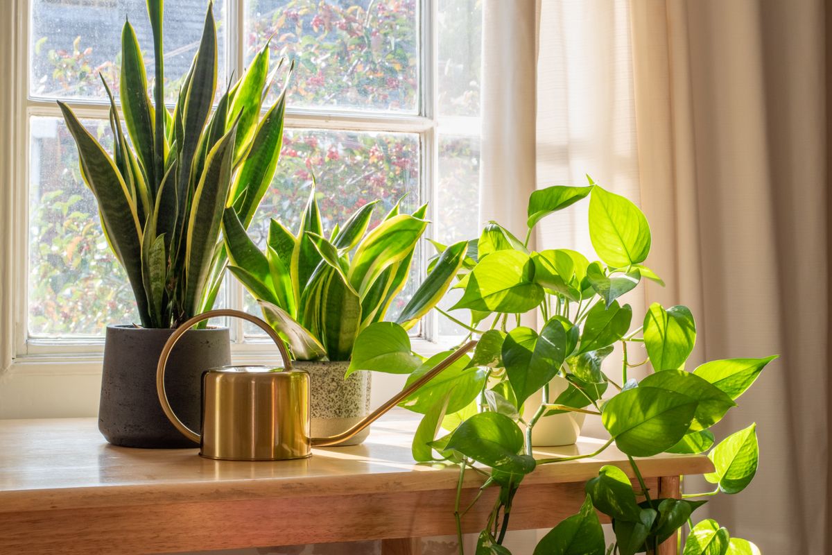 A,Sansevieria,Trifasciata,Snake,Plant,In,The,Window,Of,A