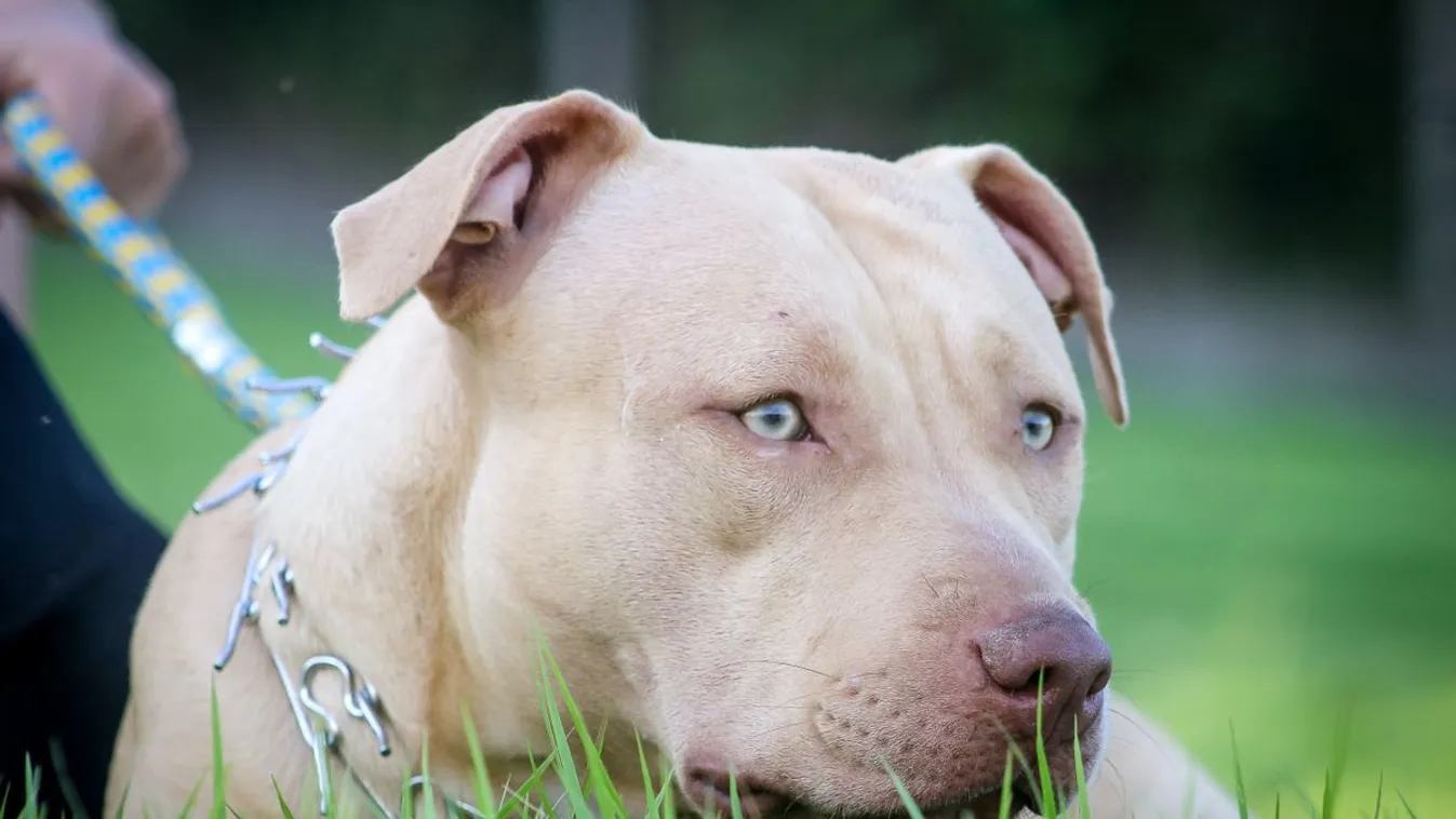 Sokak kedvenc kutyafajtáját tiltják ki az országból