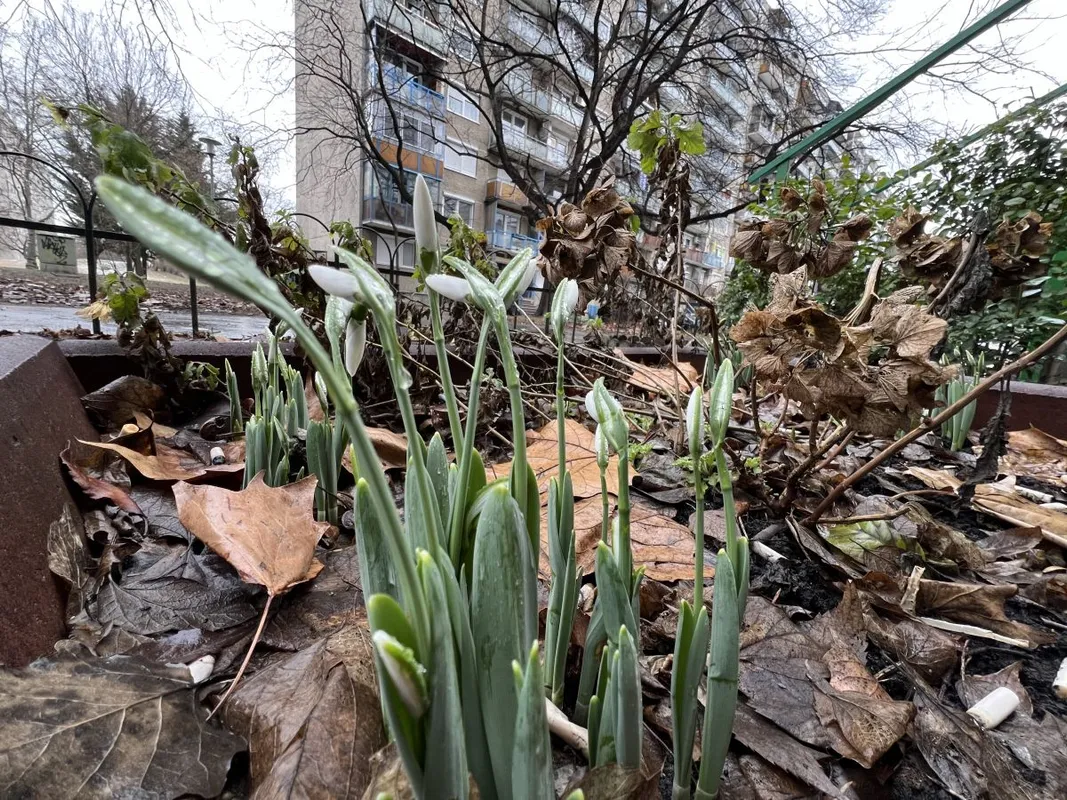 A hóvirágok előbújtak, vajon itt a tavasz? / Fotó: Máté Krisztián 