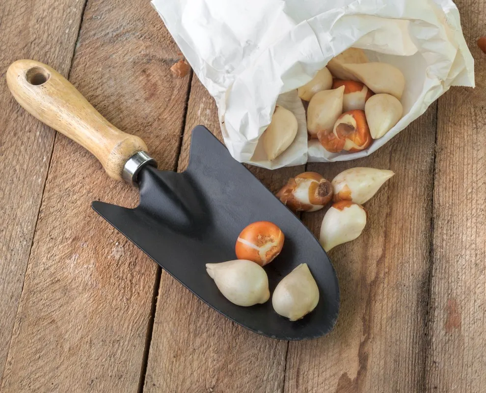 Tulip,Bulbs,In,A,Paper,Bag,On,A,Wooden,Background