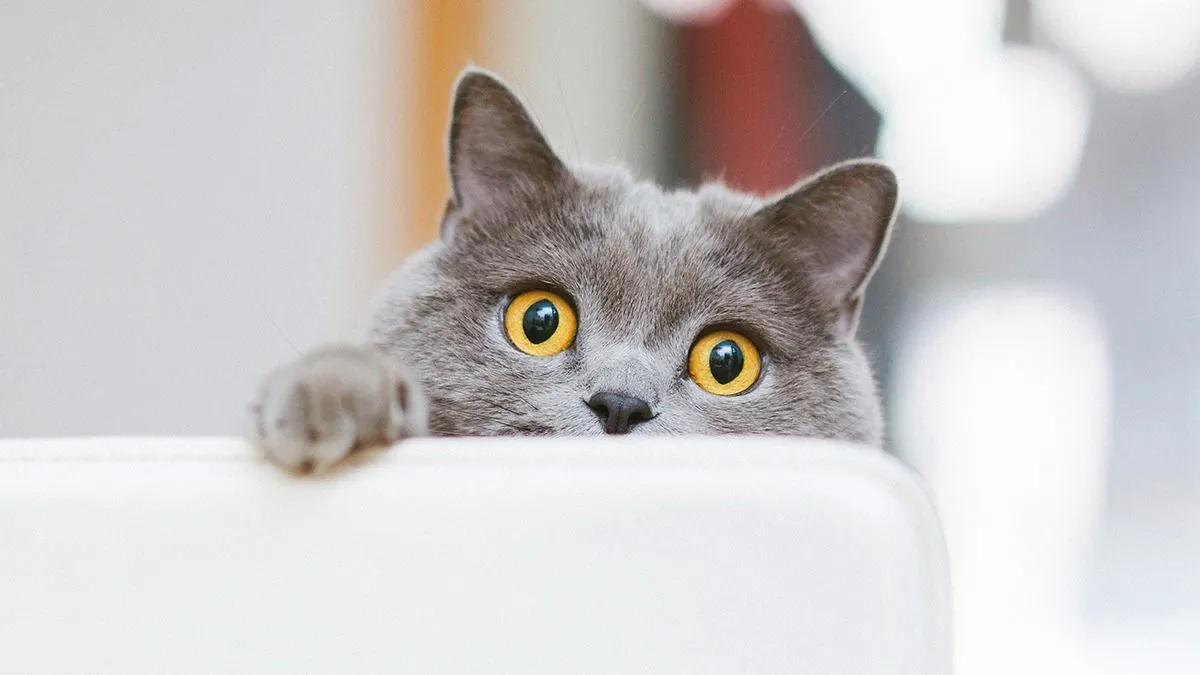 Cute,Cat,Staring,At,Me,With,Big,Yellow,Eyes.,Cat