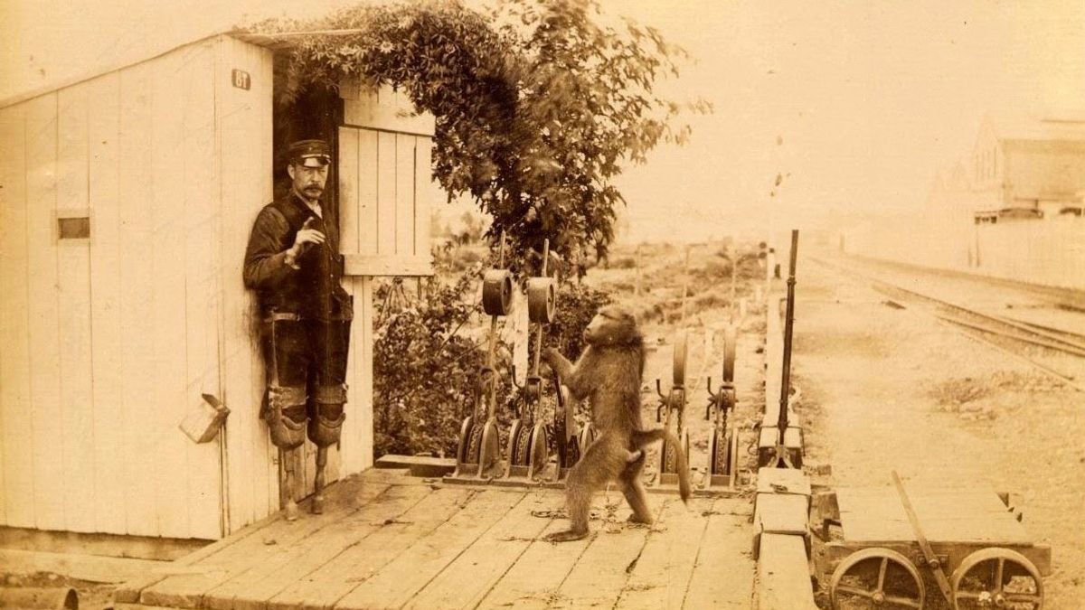 Pávián dolgozott a vasútállomáson alkoholért