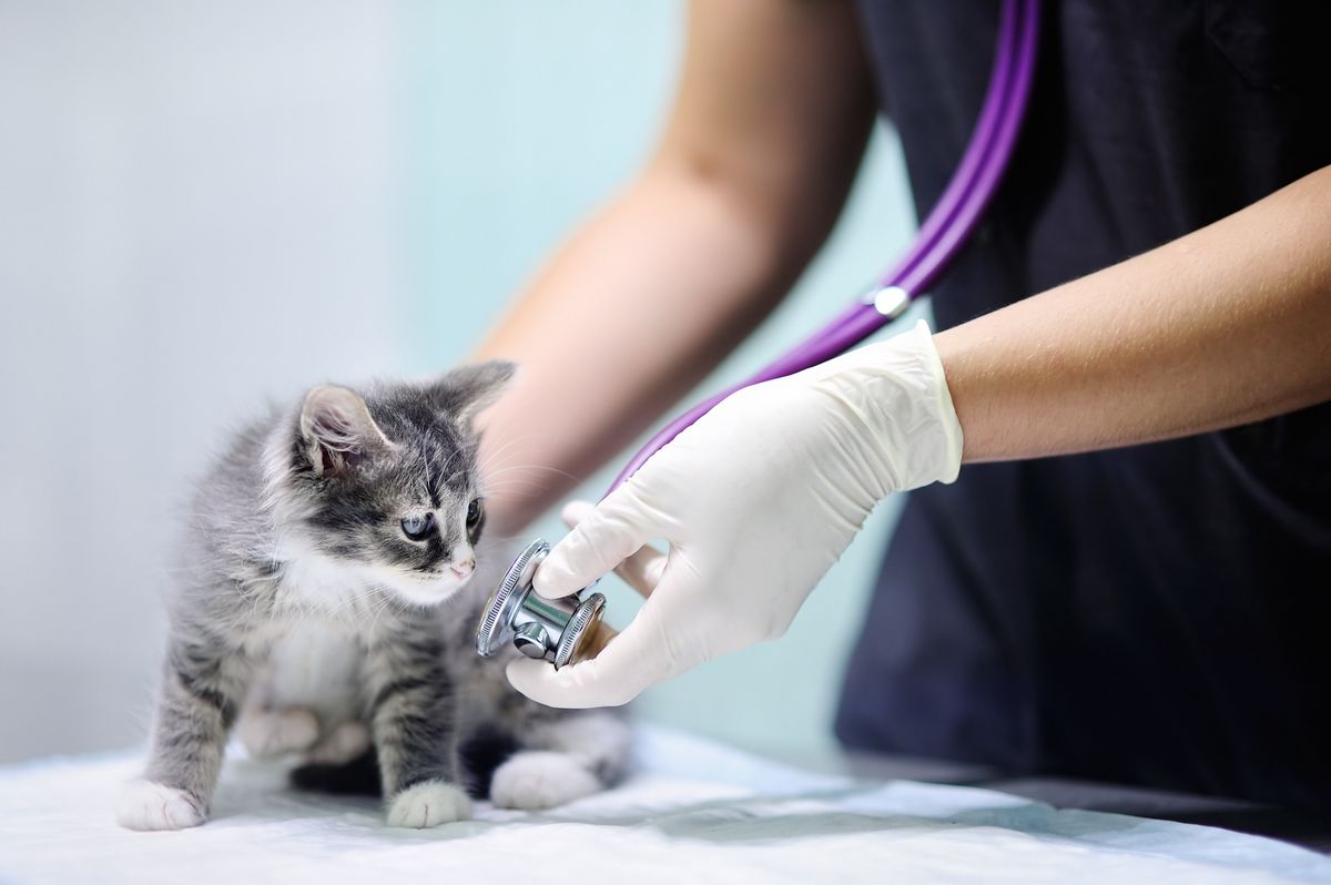 Female,Veterinary,Doctor,Using,Stethoscope,For,Cute,Kitten