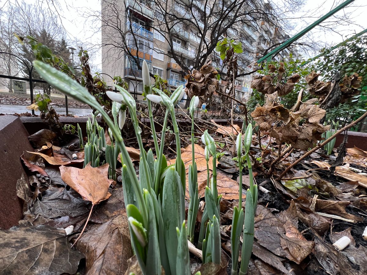 A hóvirágok előbújtak, vajon itt a tavasz? / Fotó: Máté Krisztián 