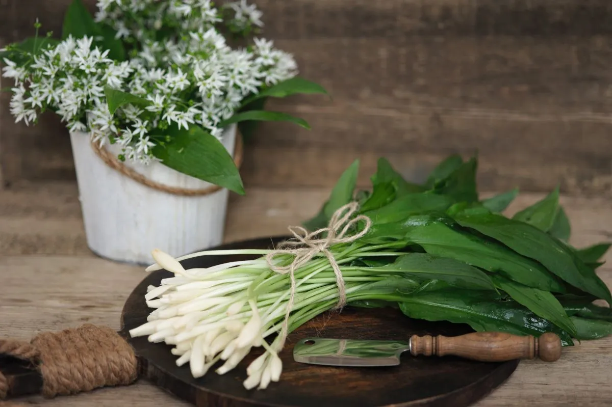 Allium,Ursinum,,,Ramson,Or,Wild,Garlic,Leaves,On,Old