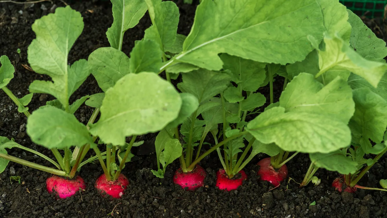 A legjobb trükkök, hogy idén ne legyen fás a tavaszi retek