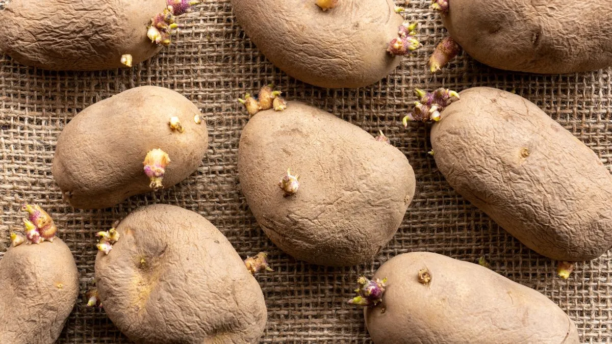 Divatot teremt az Aldi