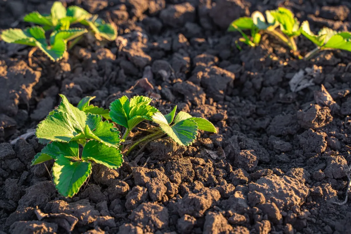 Young,Strawberry,Bushes,In,The,Soil,In,The,Sunlight.,Growing