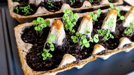 Most gyűjtsd össze a tojásos dobozokat, eszméletlen, mire jók