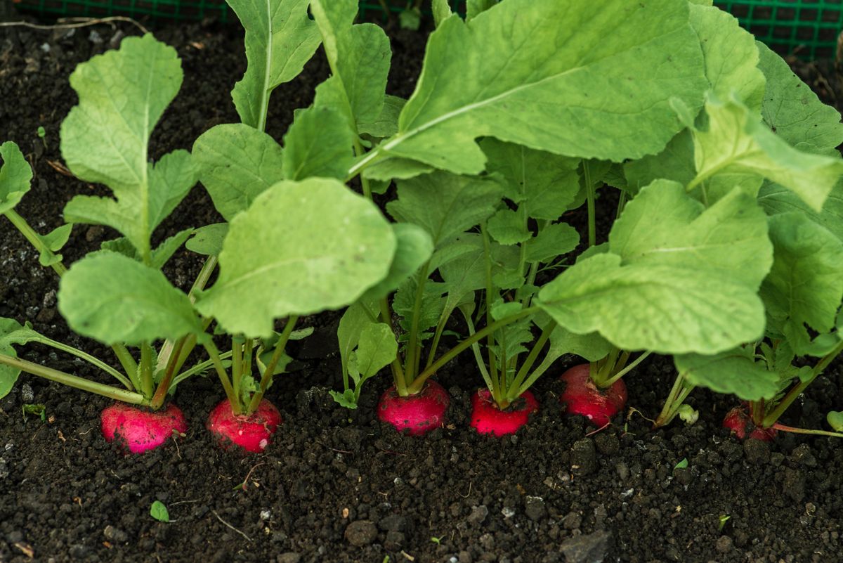 Organic,Radish,Grows,In,The,Ground,Soil,,Close,Up.,Gardening