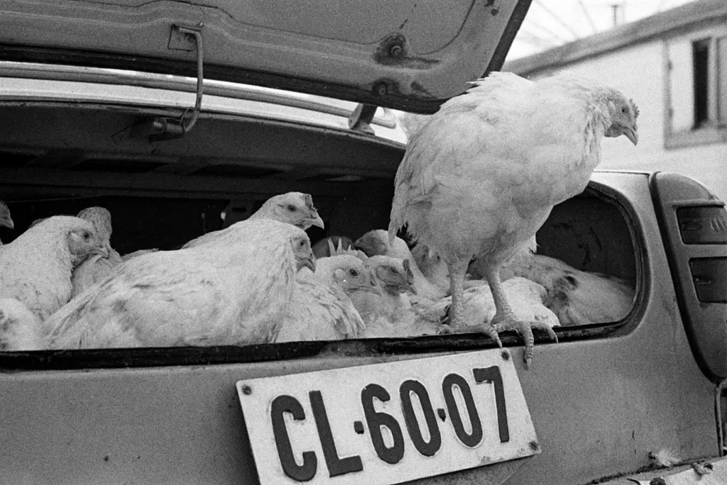 Fény utcai piac, virágárusok a Retek utcai oldalon, 1969-ben.